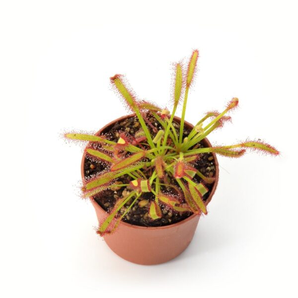 Drosera capensis (Mini Red)
