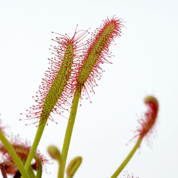 Drosera capensis (Mini Red)