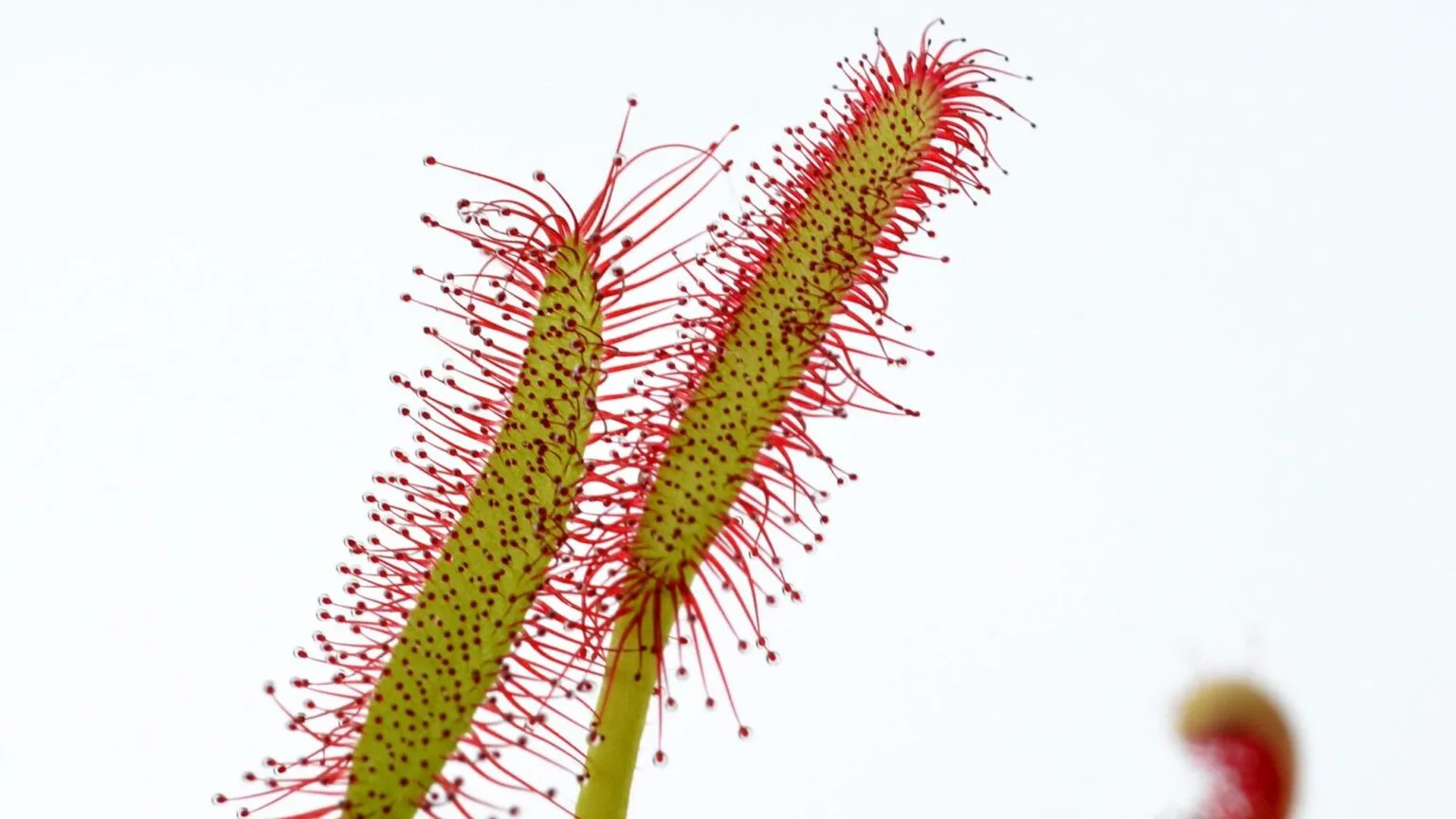 Drosera capensis (Mini Red)
