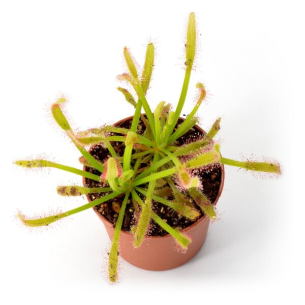 Drosera capensis x aliciae