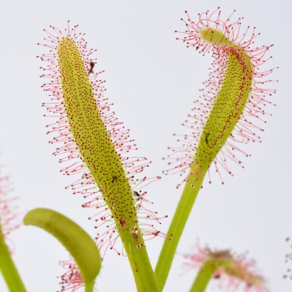 Drosera capensis x aliciae