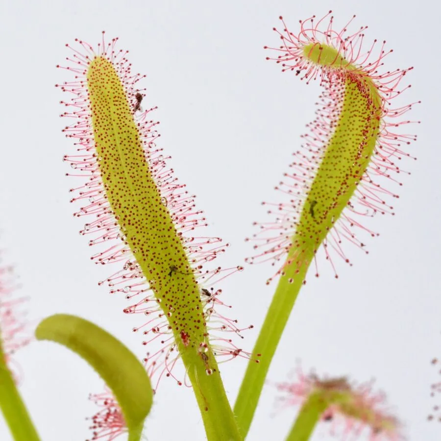 Drosera capensis x aliciae