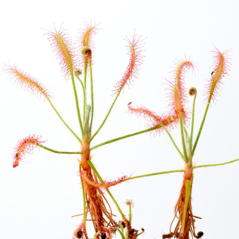 Drosera chrysolepis