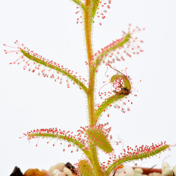 Drosera cistiflora Cerise Flower DSC_0685