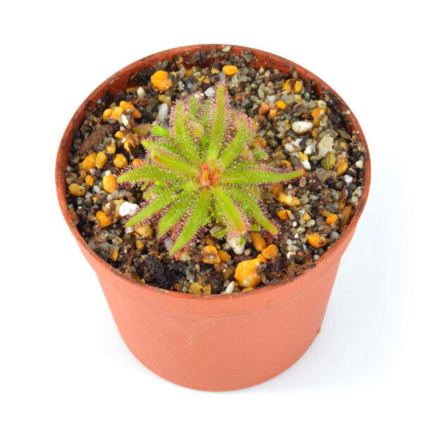 Drosera cistiflora "Red Flower" [Swartwater, Republic of South Africa]