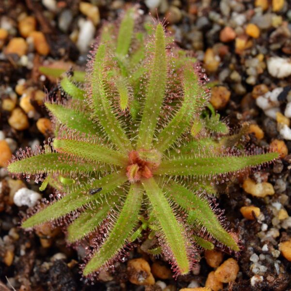 Drosera cistiflora "Red Flower" [Swartwater, Republic of South Africa]