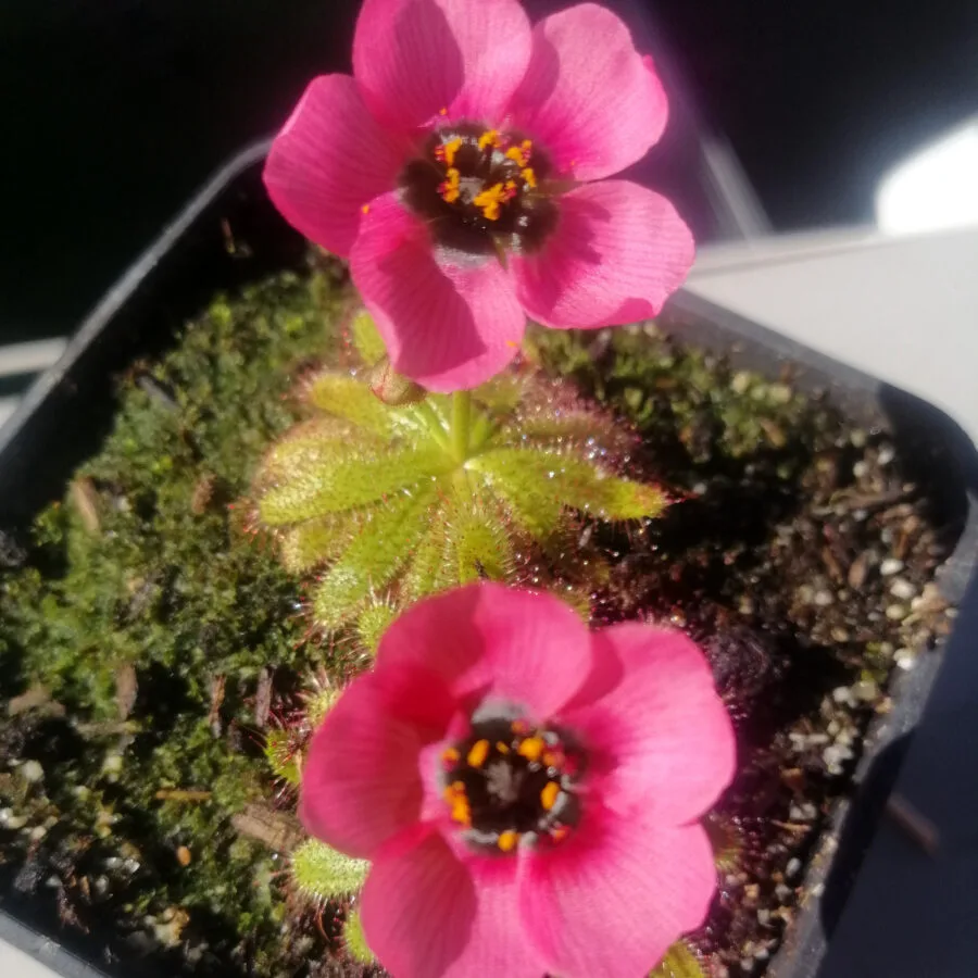 Drosera cistiflora "Salmon flower" [Moedverloor, Republic of South Africa]