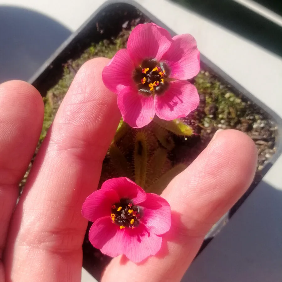Drosera cistiflora "Salmon flower" [Moedverloor, Republic of South Africa]