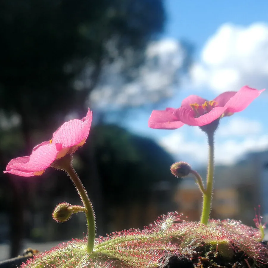 Drosera cistiflora "Salmon flower" [Moedverloor, Republic of South Africa]