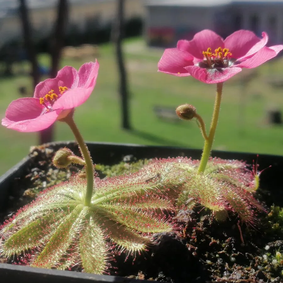 Drosera cistiflora "Salmon flower" [Moedverloor, Republic of South Africa]