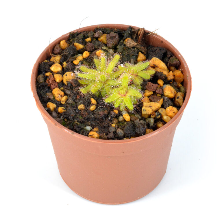 Drosera cistiflora "Orange flower" [Malmesbury, Republic of South Africa]