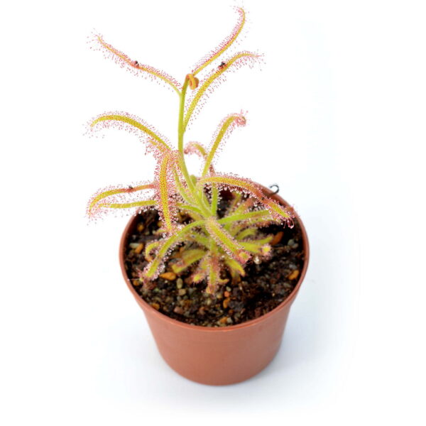 Drosera cistiflora "pink flower" [Gifsberg, S.A.]