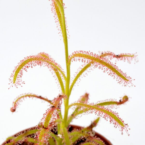 Drosera cistiflora "pink flower" [Gifsberg, S.A.]