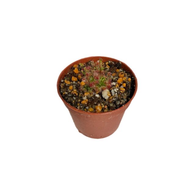 closterostigma-Boonanarring 