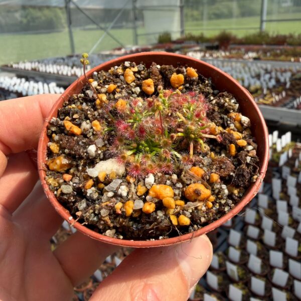 Drosera closterostigma