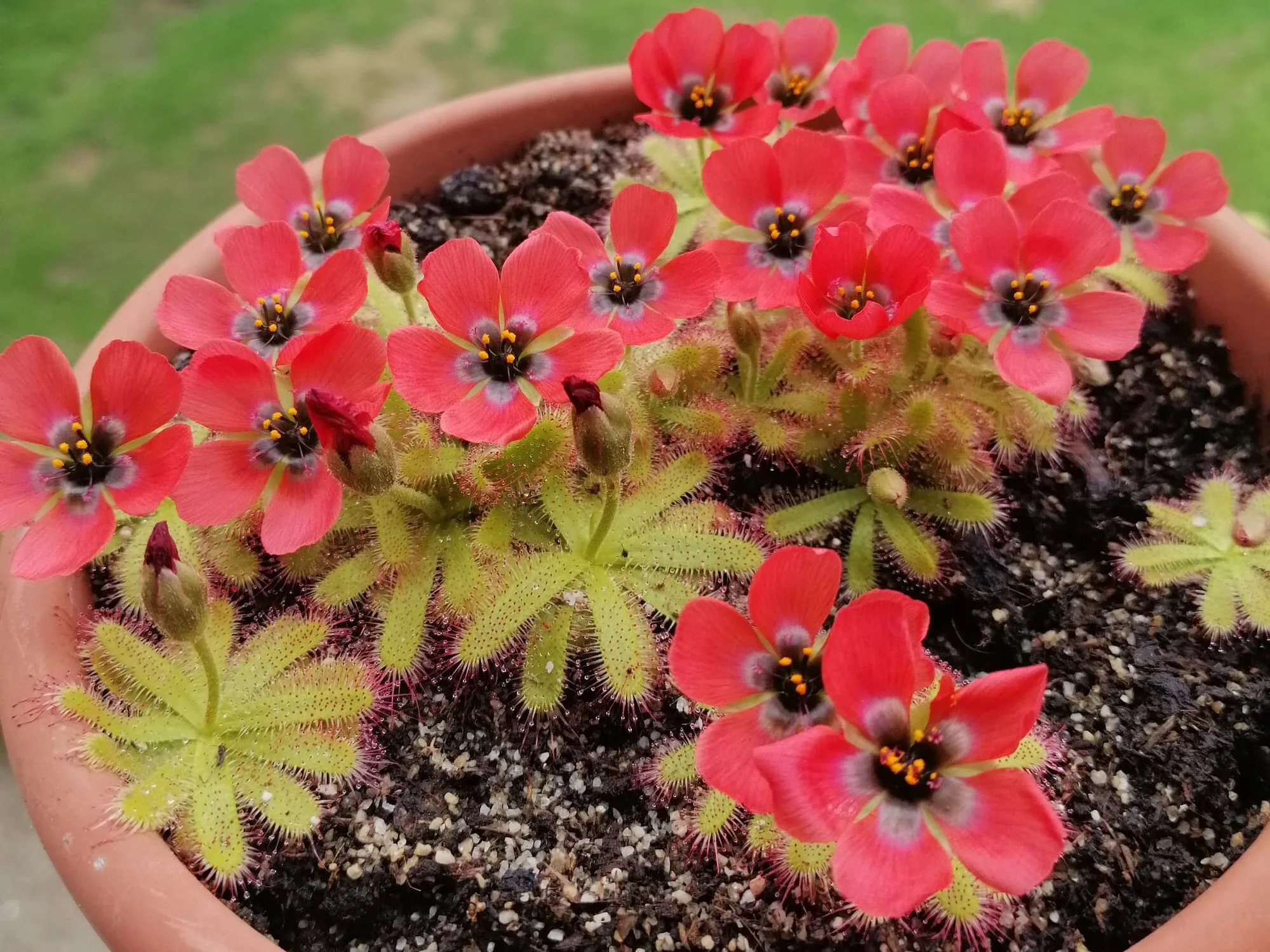 Drosera coccipetala