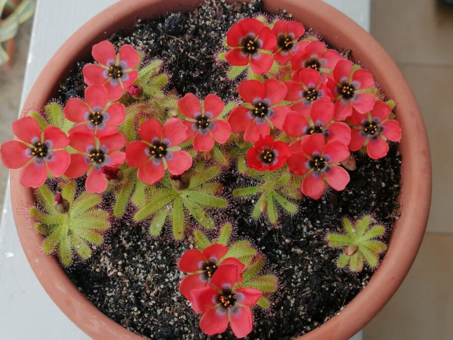Drosera coccipetala