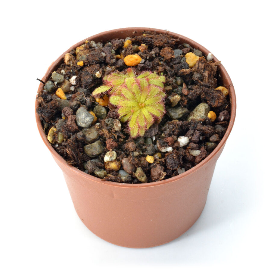 Drosera coccipetala (Maurizio Saroldi)
