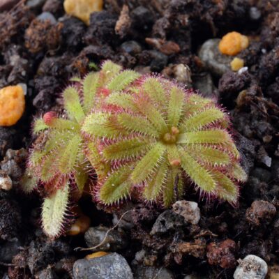 Drosera coccipetala (Maurizio Saroldi)