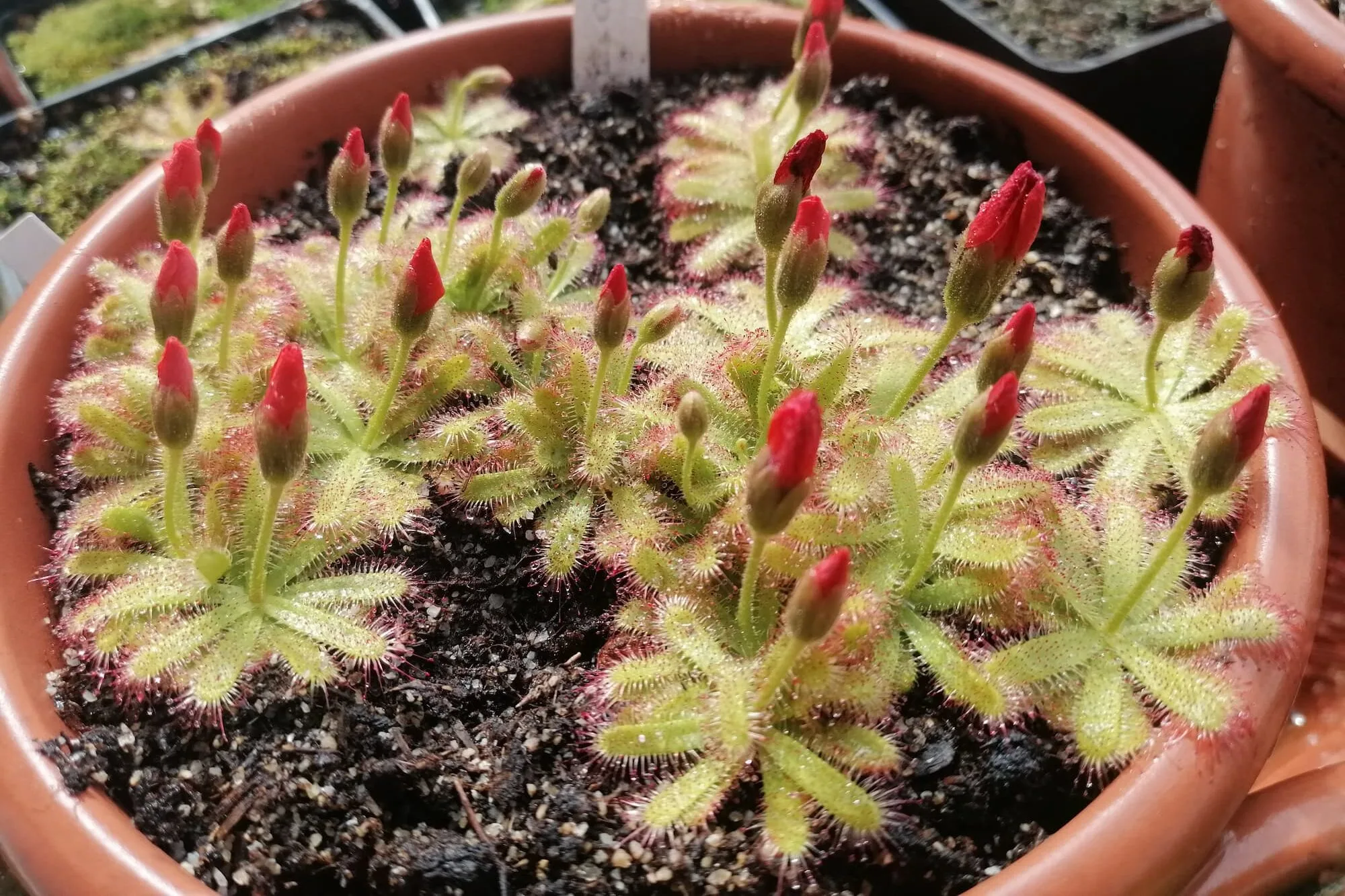 Drosera coccipetala