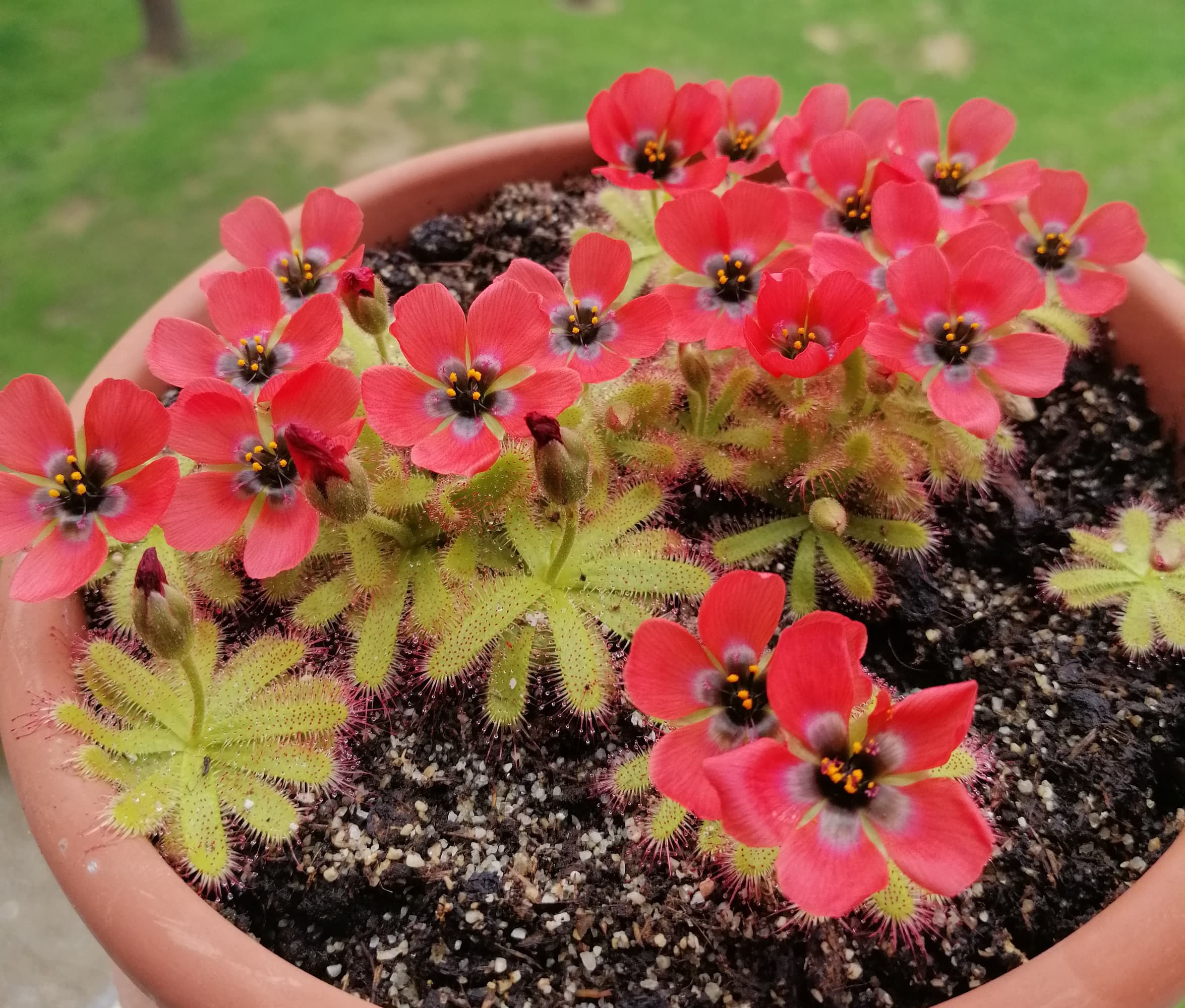 Drosera coccipetala