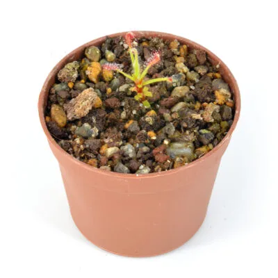 Drosera chrysolepis