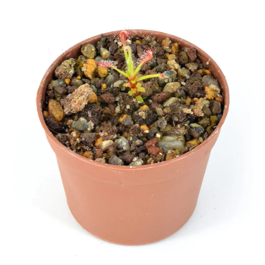 Drosera chrysolepis