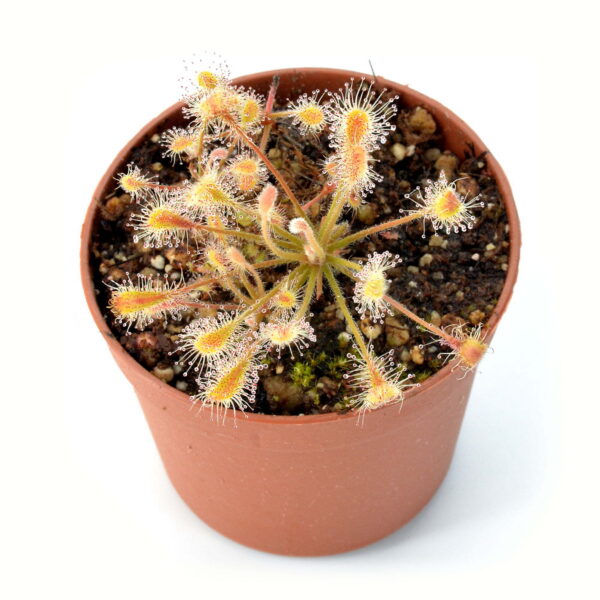 Drosera curvipes