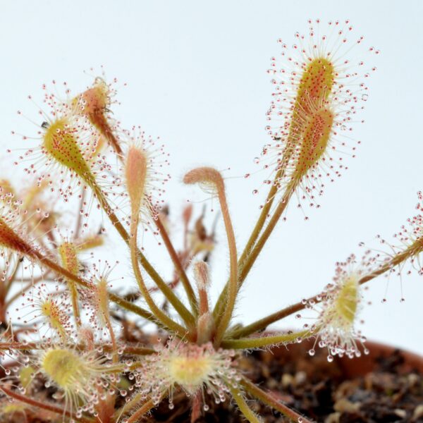 Drosera curvipes