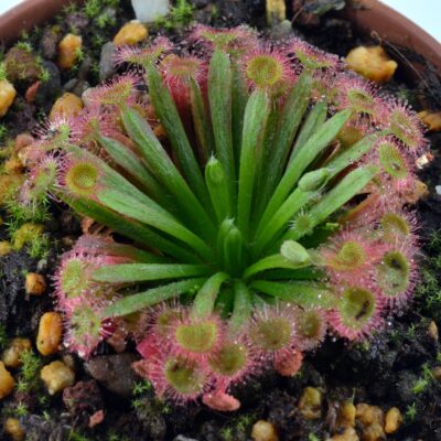 Drosera darwinensis x lanata