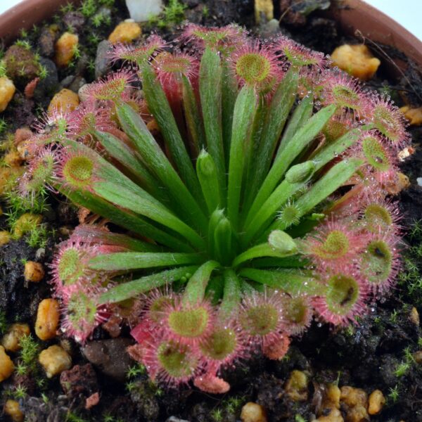 Drosera darwinensis x lanata