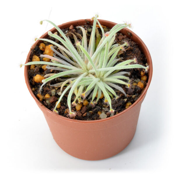 Drosera derbyensis