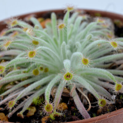 Drosera derbyensis [Derby, Western Australia]