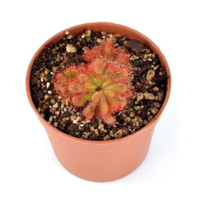 Drosera dielsiana