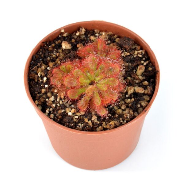 Drosera dielsiana