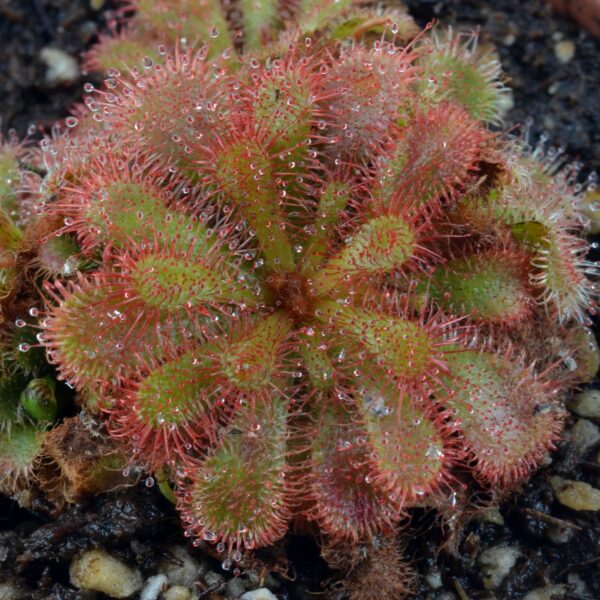 Drosera dielsiana [Zimbabwe]