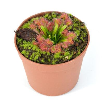 Drosera falconeri x (lanata x petolaris)