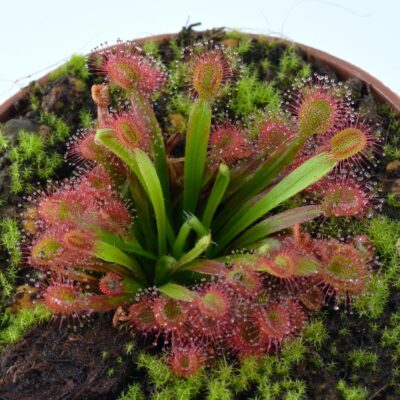 Drosera falconeri x (lanata x petolaris)