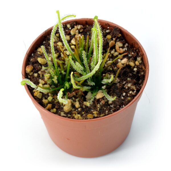 Drosera filiformis ‘California Sunset’ x self
