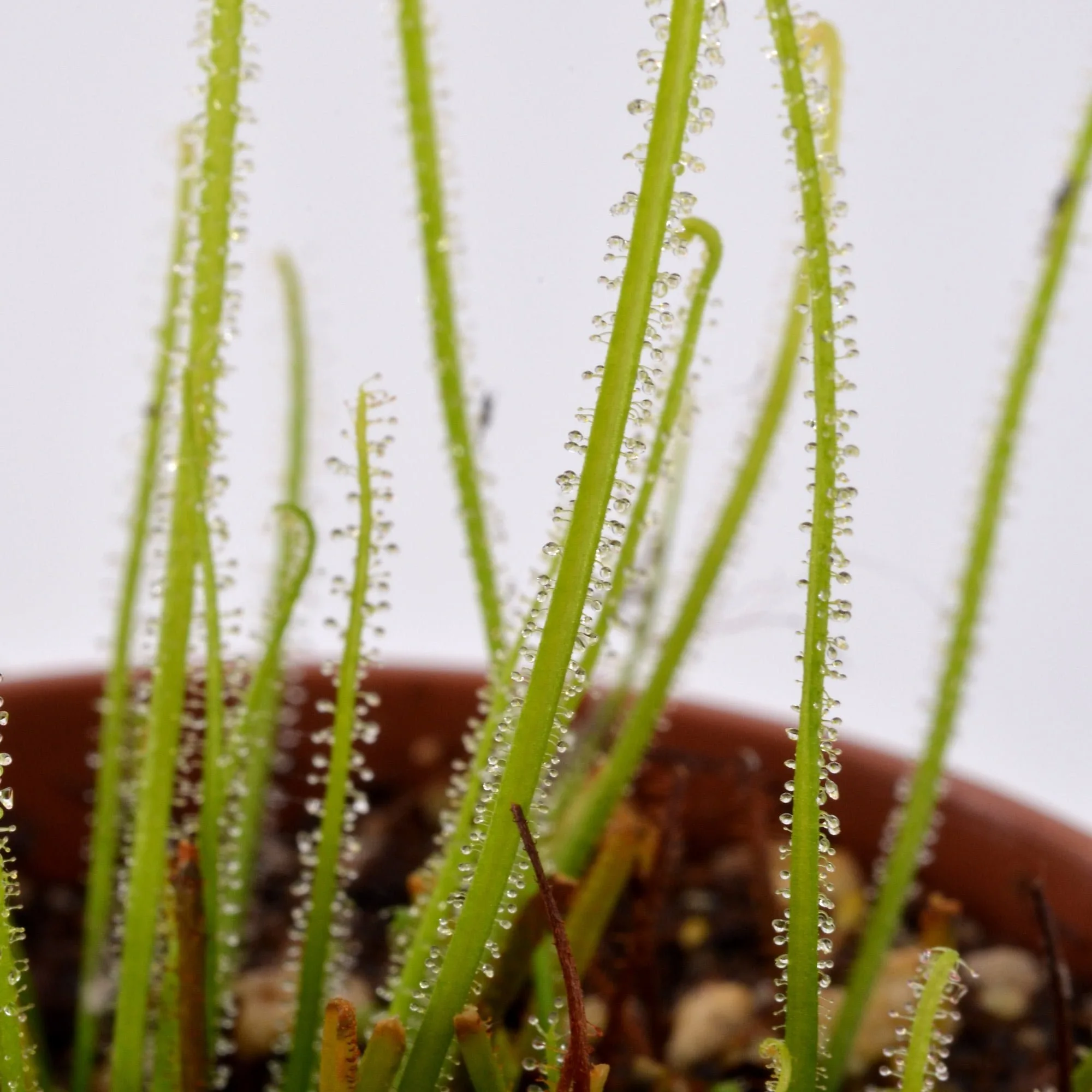 Drosera filiformis “California Sunset” x self