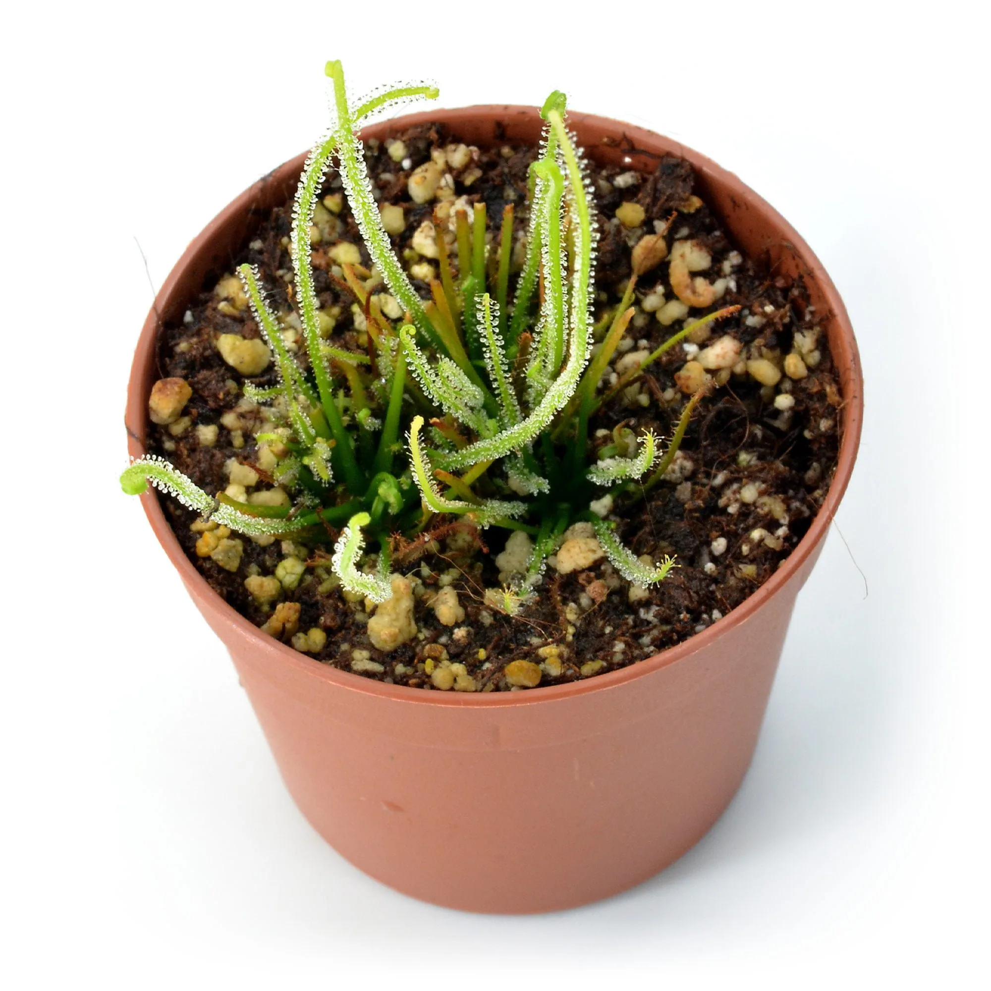 Drosera filiformis ‘California Sunset’ x self