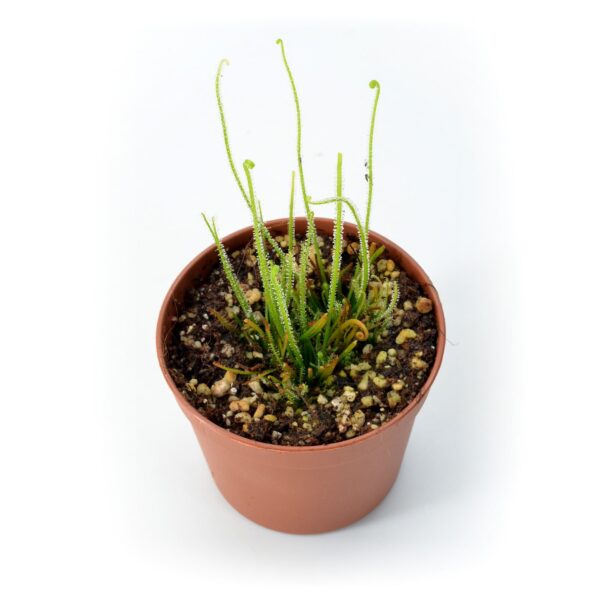 Drosera filiformis var. filiformis