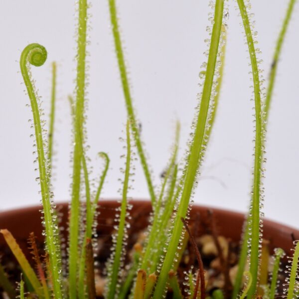 Drosera filiformis var. filiformis