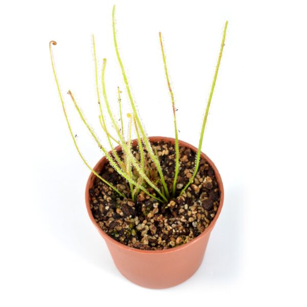 Drosera filliformis var. gigante