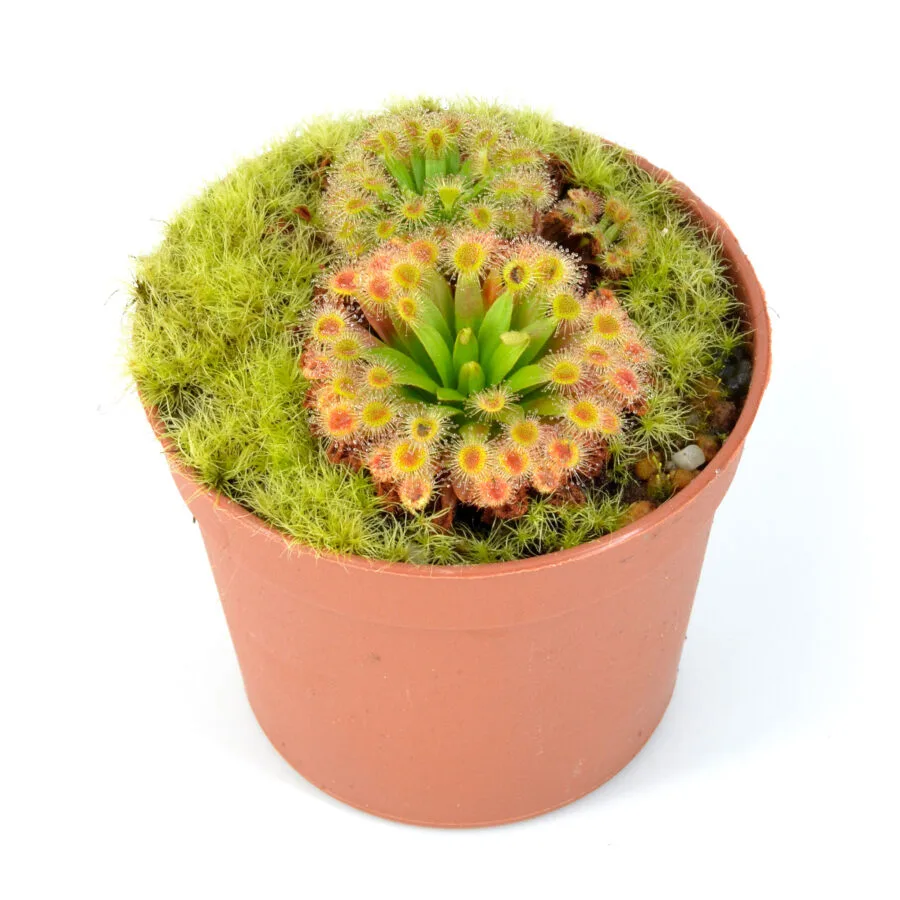 Drosera fulva [Australia]
