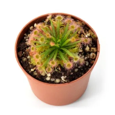 Drosera fulva x (aff. petiolaris x ordensis)