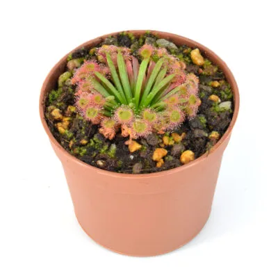 Drosera darwinensis x lanata