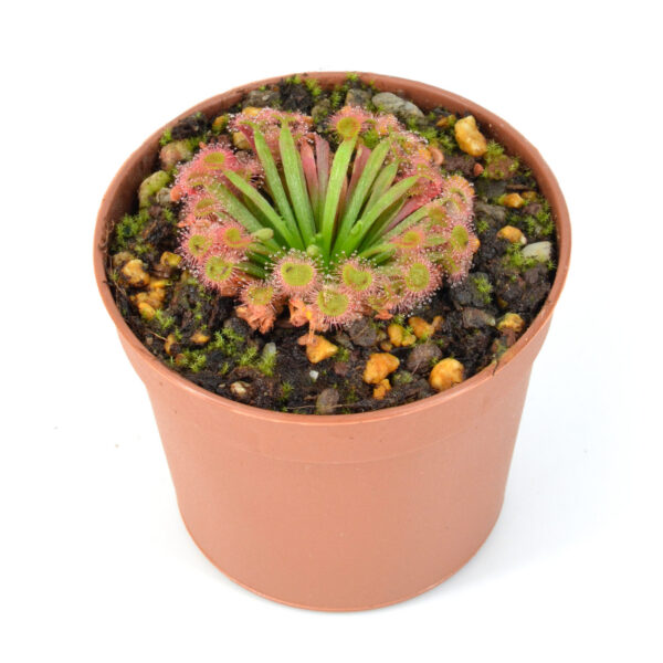 Drosera darwinensis x lanata