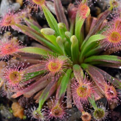 Drosera fulva x (aff. petiolaris x ordensis)