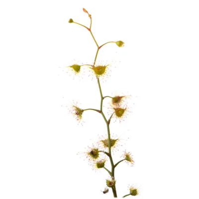 Drosera gigantea